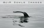 J02_WhaleTail