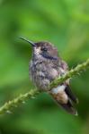K08_Hummingbird
