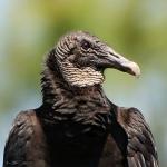 P03_BlackVulture