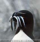 R03_Razorbill