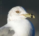 U03_RingbillledGull