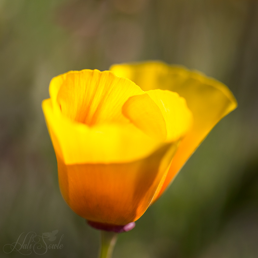 NorthCali2014_1.JPG - Early morning light on a California Poppy, at the Roundstone Inn, Point Reyes.  In case you didn't know, the California Poppy is the California state flower.