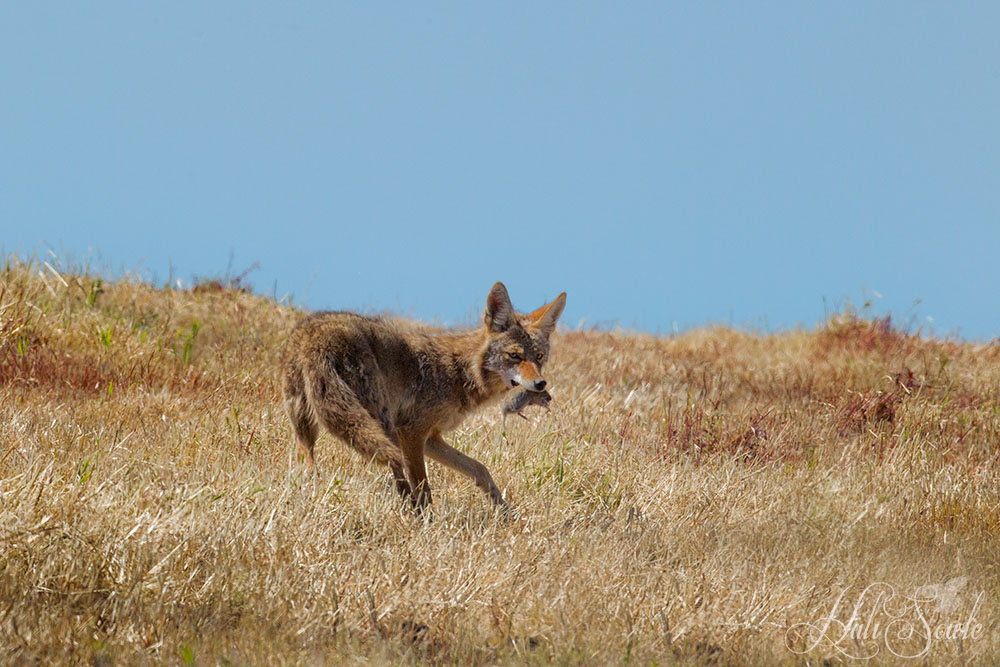NorthCali2014_10.JPG - Mine, Mine, Mine.  Coyote with a small bite for lunch.