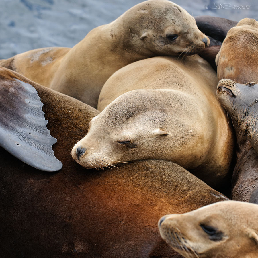 NorthCali2014_104.JPG - (Sea) dog pile!  This was at the Coast Guard Pier again.