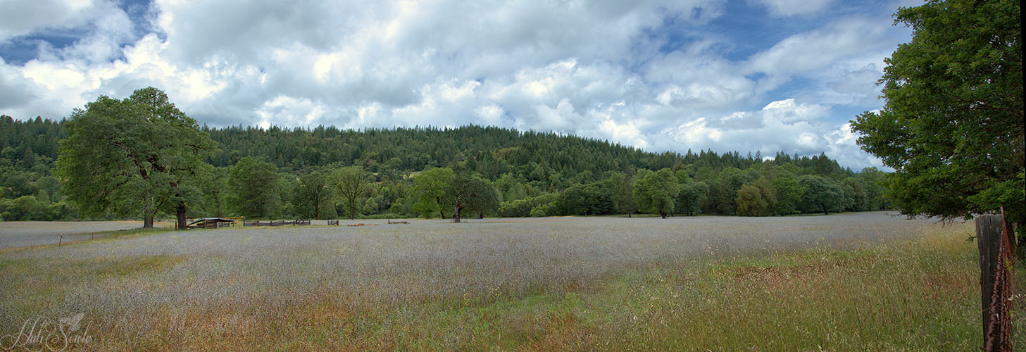NorthCali2014_108.JPG - Field near Laytonville on our way from Eureka back to San Francisco.