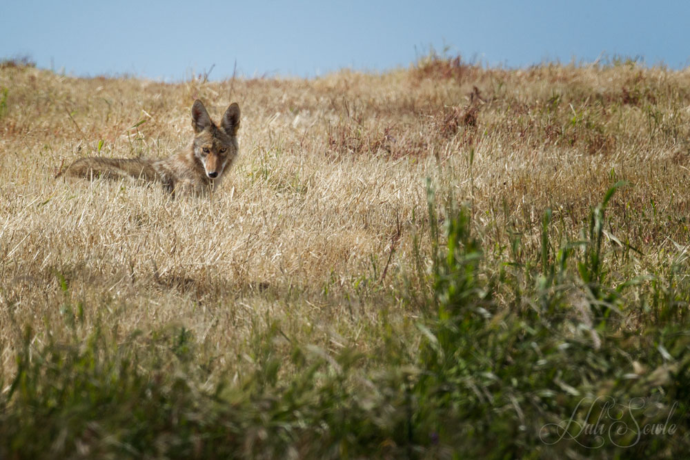NorthCali2014_11.JPG - This coyote definitely knew we were there, despite the fact we were keeping well back (and behind a fence)