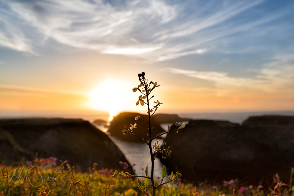 NorthCali2014_15.JPG - Sunset at the Mendocino Highlands State Park.