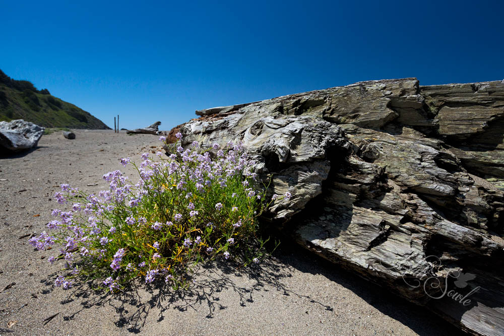 NorthCali2014_18.JPG - Driftwood and Wildflowers at the Navarro River outlet, just south of Navarro Point in Mendocino.