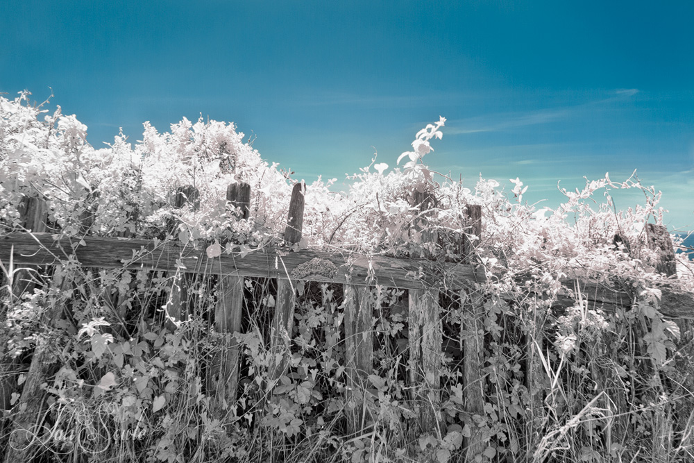 NorthCali2014_20.JPG - We came across these beautiful wildflowers covering an old fence along Shoreline Highway south of Albion.  Infra Red image.
