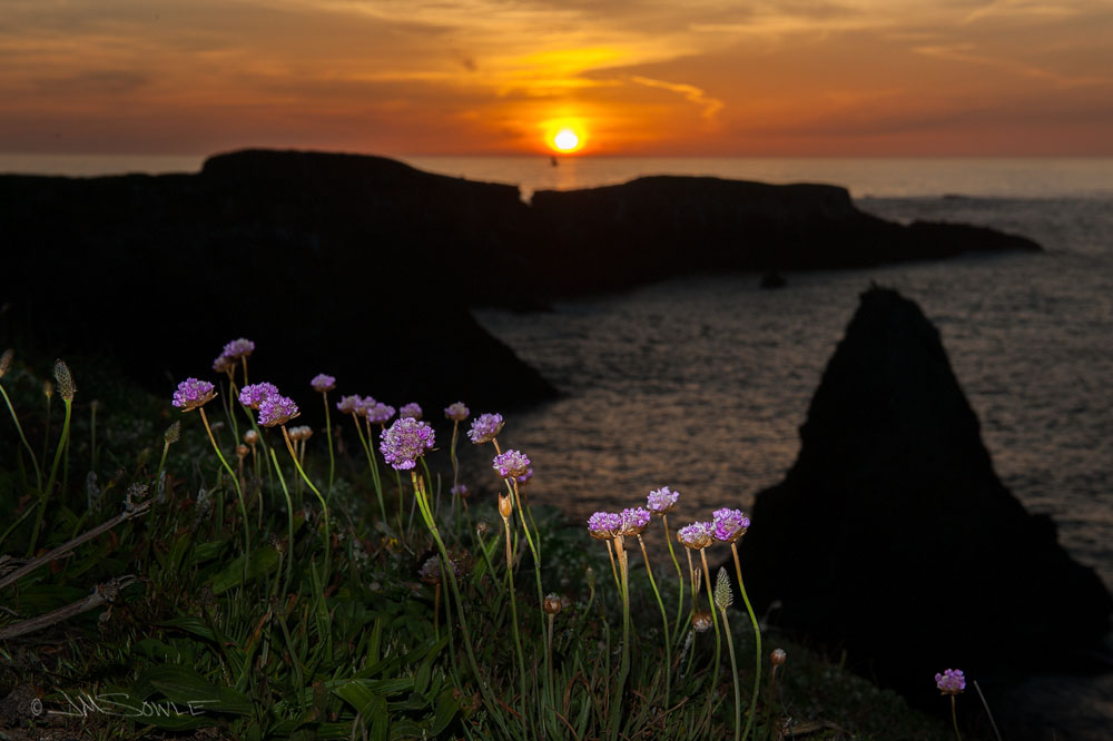 NorthCali2014_25.JPG - Another sunset shot at the park.