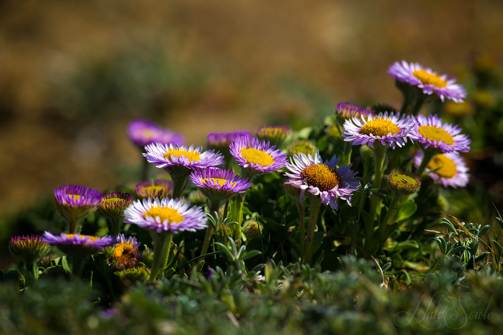 NorthCali2014_27.JPG - Wildflowers at Mendocino Headlands State Park