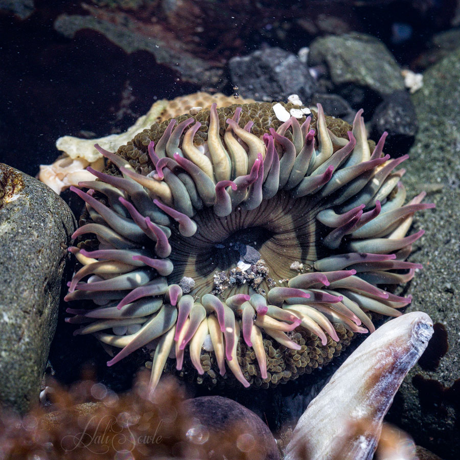 NorthCali2014_31.JPG - Sea Anenome.  One of the things I really wanted to photograph this trip was sea anenomes in tide pools.  Unfortunately the tides were all wrong for us the low tides coming before sunrise.  However we did get to see a few before the tide came too far in.