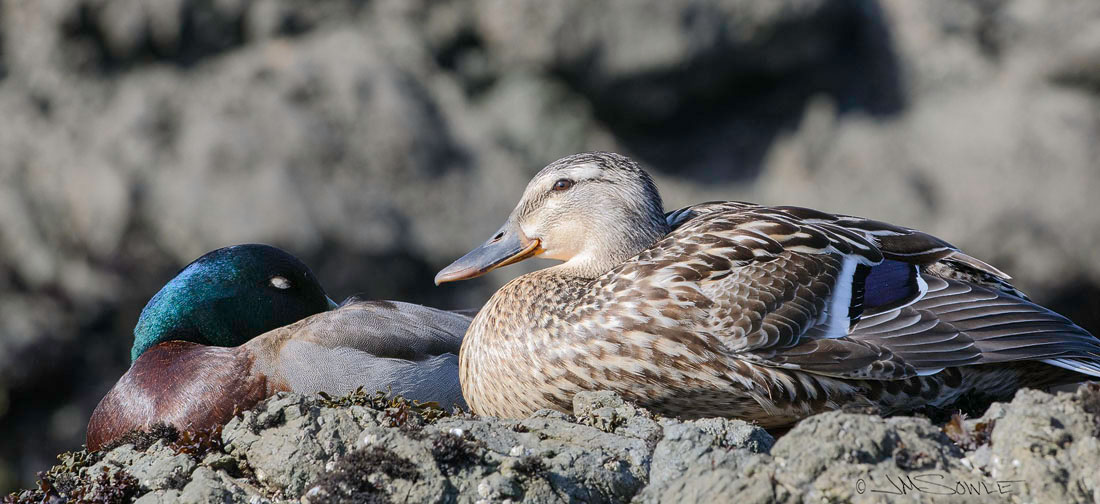 NorthCali2014_32.JPG - Mr and Mrs Mallard resting amongst the tide pools at MacKerricher State Park.  Of course, the guy is just sleeping while she is busy keeping an eye on those two people walking ever closer.