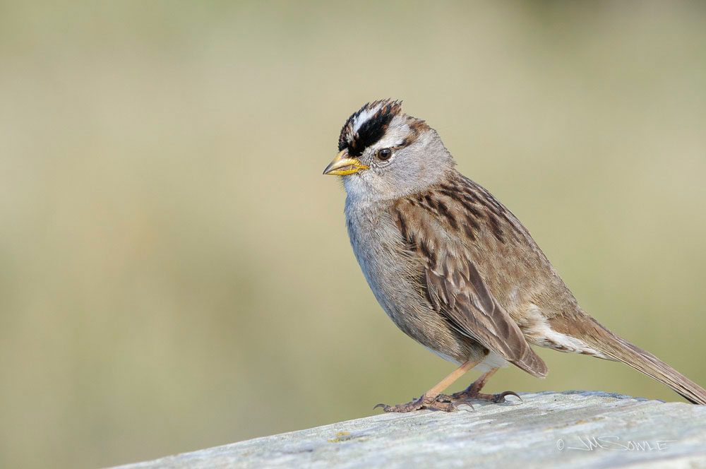 NorthCali2014_35.JPG - Just a cute little White-crowned Sparrow.