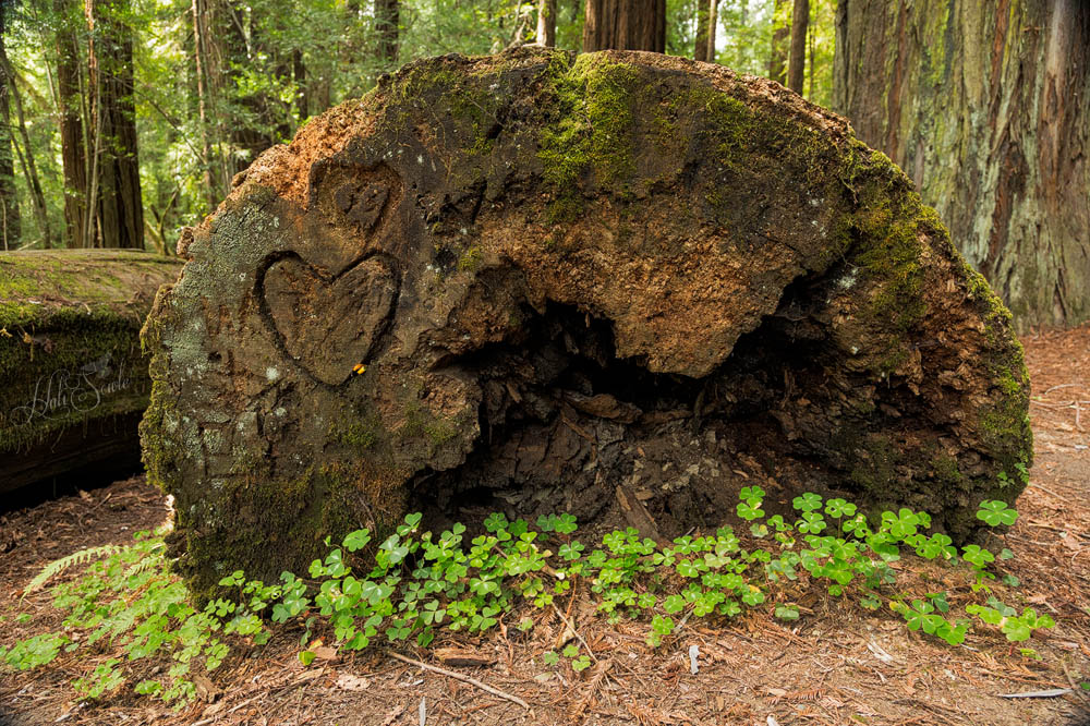 NorthCali2014_38.JPG - Fallen giant.  Our first stop in the redwoods.  No matter that I knew how massive and amazing these giants were I wasn't prepared for the majesty of standing amongst them.  And these were pretty small... Weott, California along the Avenue of the Giants.