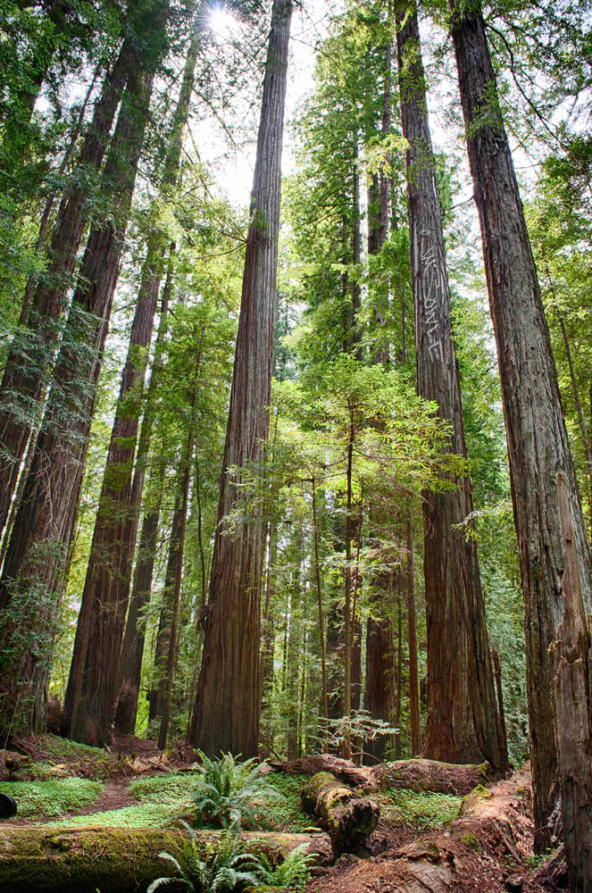 NorthCali2014_39.JPG - Humboldt Redwoods State Park.