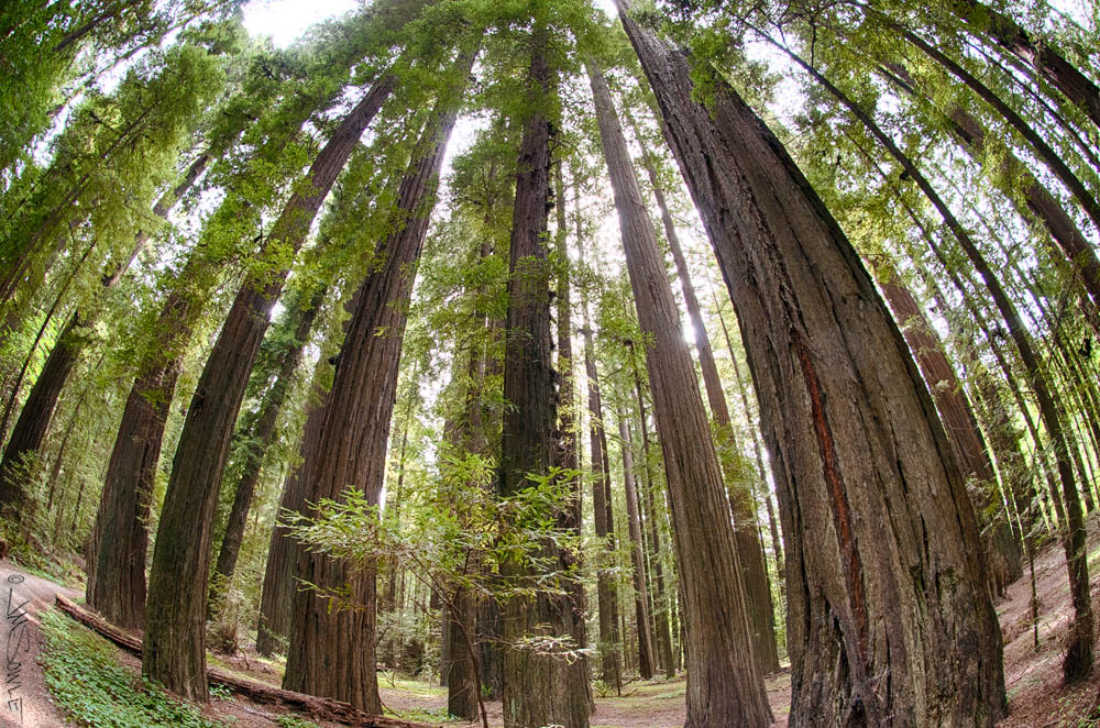 NorthCali2014_40.JPG - Another shot in Humboldt Redwoods State Park -- this one with the fish-eye lens!