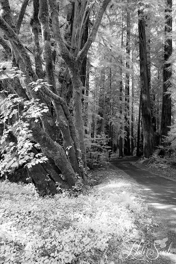 NorthCali2014_41.JPG - We pulled out into a small recreational area off of the Avenue of the Giants that let out into the South Fork of the Eel River, there were only a few other people there taking advantage of the beauty of the place.
