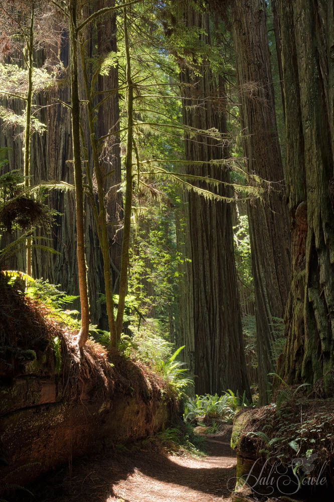 NorthCali2014_42.JPG - We took a walk along some of the trails along the Newton B. Drury Scenic Highway.  Everywhere we turned it was one beautiful spot after another.