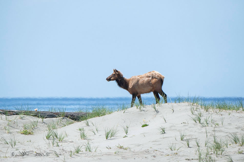 NorthCali2014_45.JPG - It seemed so incongruous to watch a herd of Roosevelt Elk trotting around on the beach.  I've always equated such animals with forests.  I could get used to this, though!  Gold Bluffs Beach at Prairie Creek Redwoods State Park.