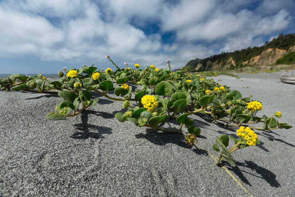 NorthCali2014_46.JPG - Beach flowers on Gold Bluffs Beach.