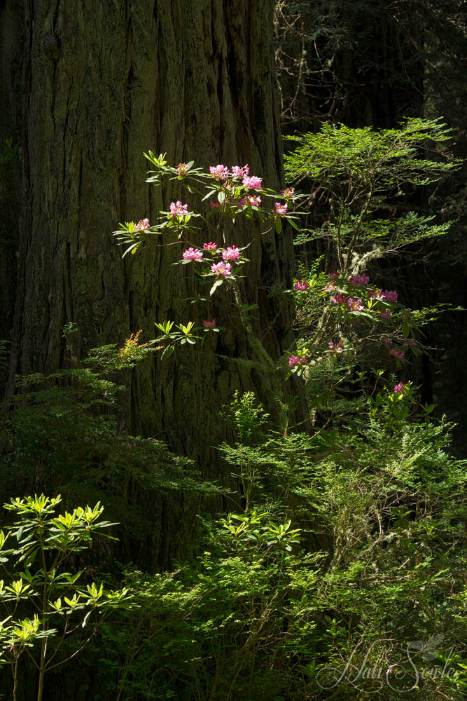NorthCali2014_51.JPG - Rhododendrons and Redwoods, along the Redwood Highway between Requa and Cresent City