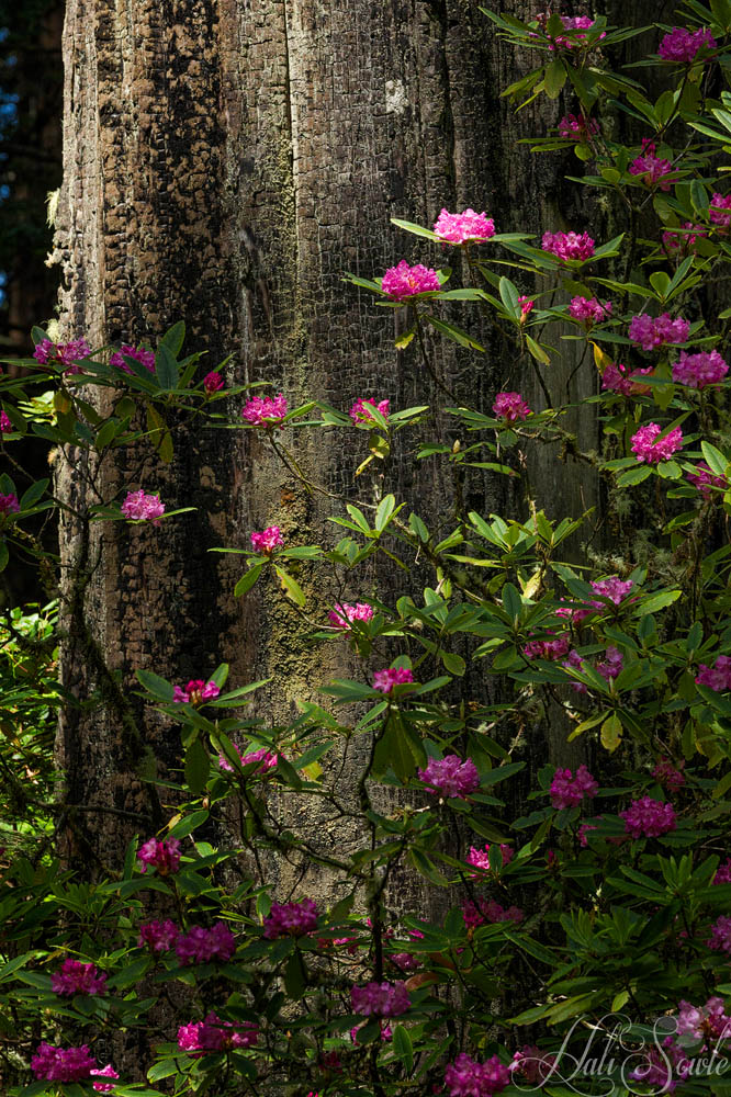 NorthCali2014_52.JPG - Rhododendrons and Redwoods, along the Redwood Highway between Requa and Cresent City