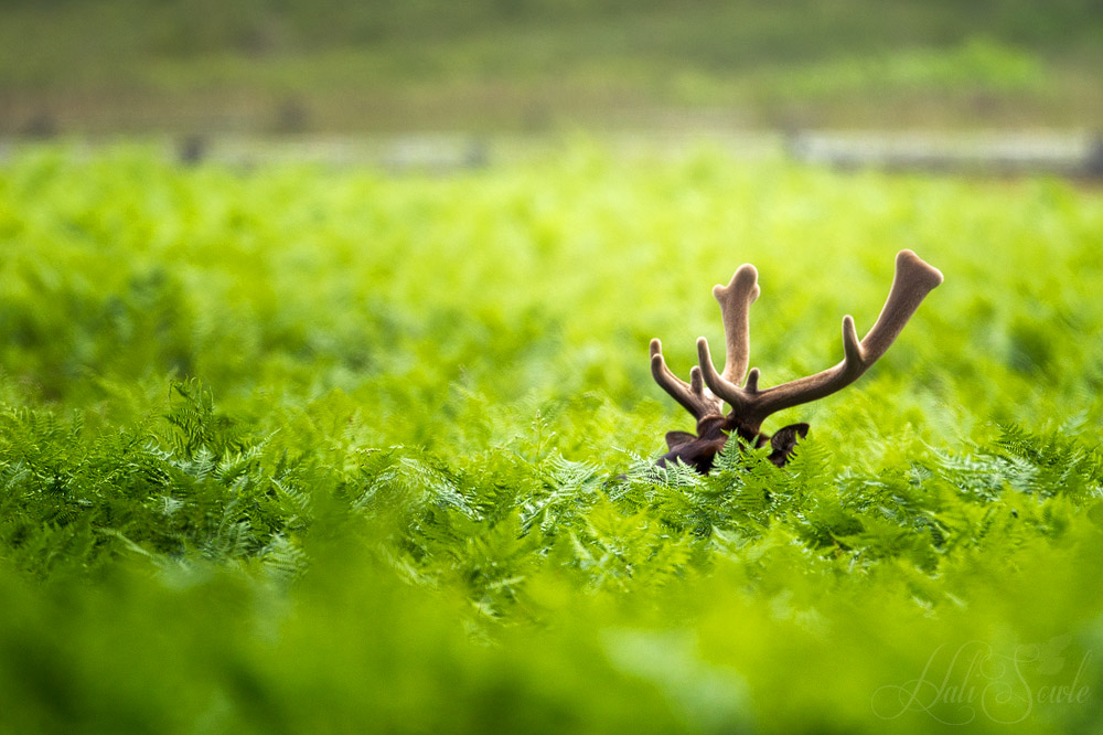 NorthCali2014_55.JPG - Just Resting.  A Roosevelt Elk resting in the ferns at the Prairie Creek Redwoods State Park Visitors Center.