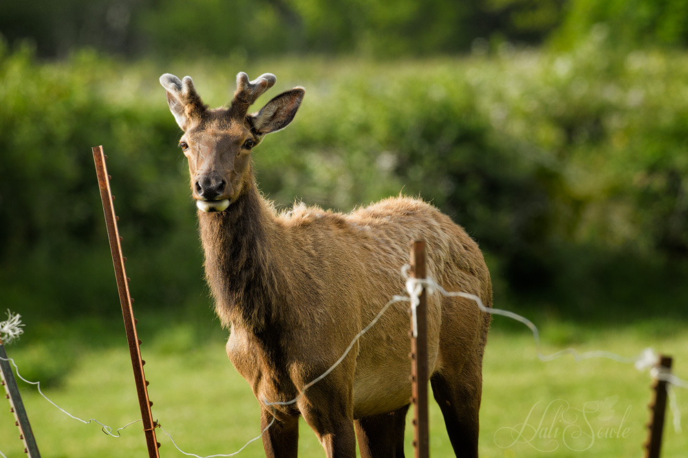 NorthCali2014_61.JPG - This young buck kept a wary eye on us.  It was getting on near sunset and they were all jumping this wire fence, but they had to work up the nerve to jump it.  We were well away from all of them, but this young buck kept an eye on us as all the lady folk got out of the paddock and started down the road.