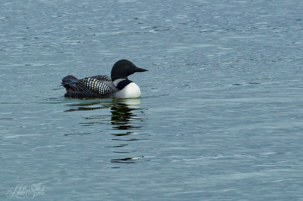 NorthCali2014_85.JPG - Common Loon in the waters near Canery Row, Monterey.