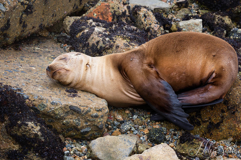 NorthCali2014_86.JPG - Sleeping soundly.  Young sea lion taking a mid day nap.