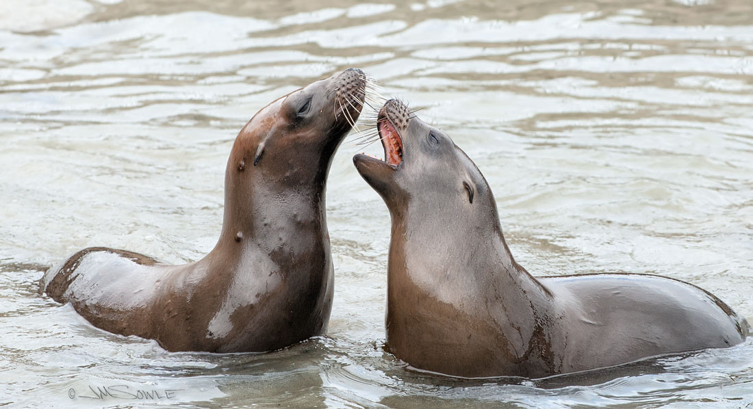 NorthCali2014_87.JPG - Sometimes the playing involved biting.  This Sea Lion is about to go for the neck.  On the Coast Guard Pier, Monterey.