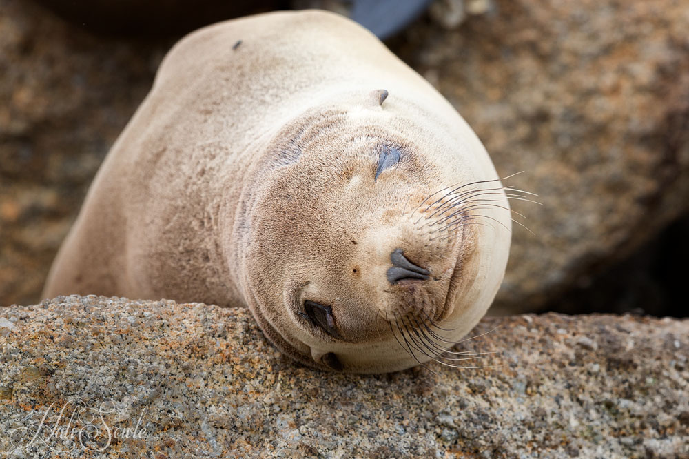 NorthCali2014_88.JPG - I see you.  It's amazing the contortionistic poses these sea lions would sleep in.