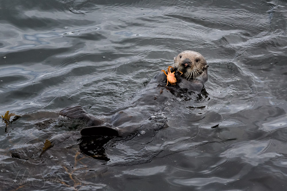 NorthCali2014_93.JPG - Got Crab?  Sea Otter Mom enjoying a meal of Dungeness crab.