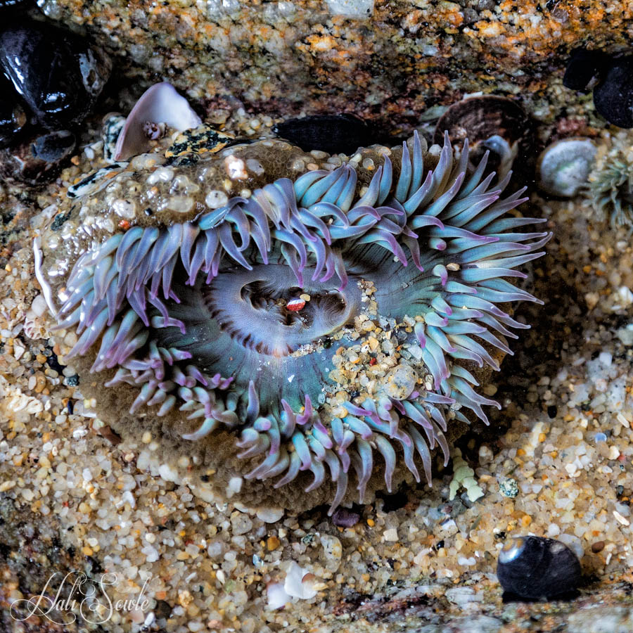 NorthCali2014_97.JPG - Another Anemone, we found some more anemones under the pier near Cannery row in Monterey.