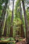 NorthCali2014_39