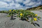 NorthCali2014_46