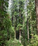 NorthCali2014_57