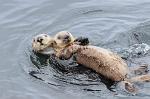NorthCali2014_91