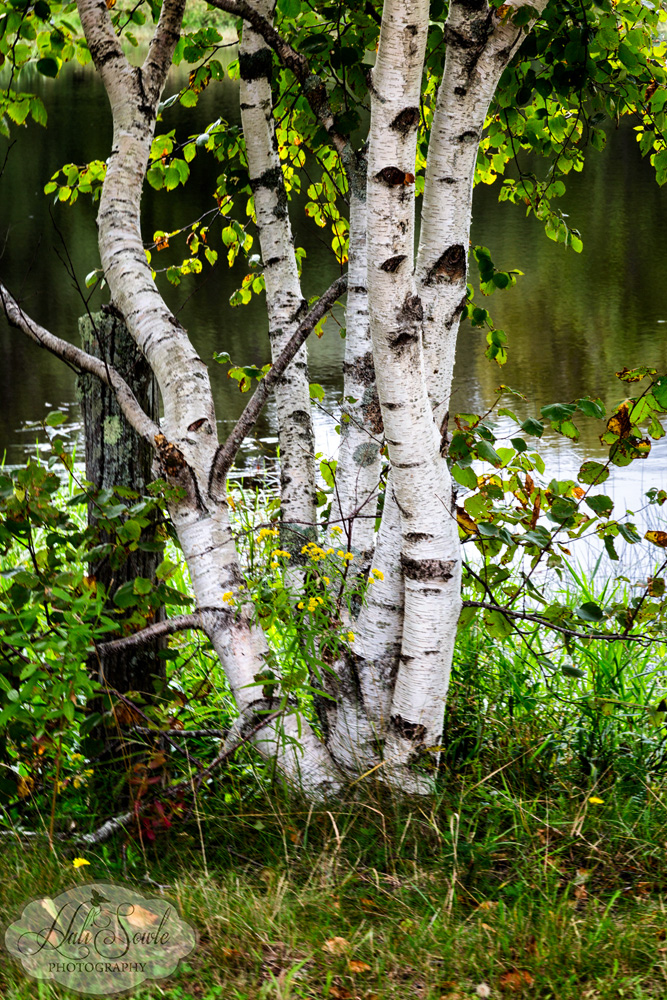 NovaScotia_16.JPG - On our way up to Saint John, NB we took the backroad of Rt 179 from Ellsworth up to the border.  We stopped for some shots of the small lake near Fletchers Landing and I saw this small cluster of White Birch