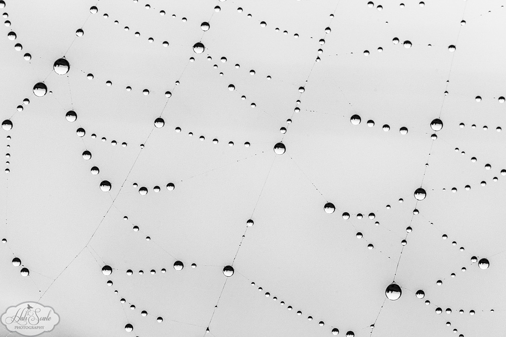 NovaScotia_24.JPG - Spiderweb anointed by morning dew.