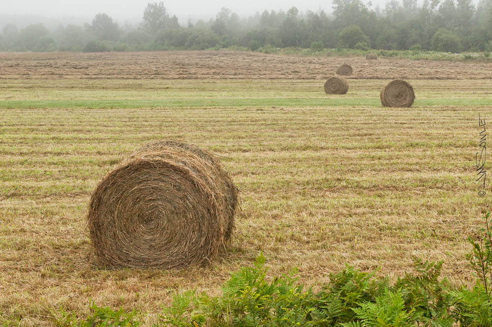 NovaScotia_25.JPG - It was a foggy start to the day, as we headed off for our whale watch cruise.  Even though the weather was not great, we still had to stop in Digby to shoot the hay rolls.