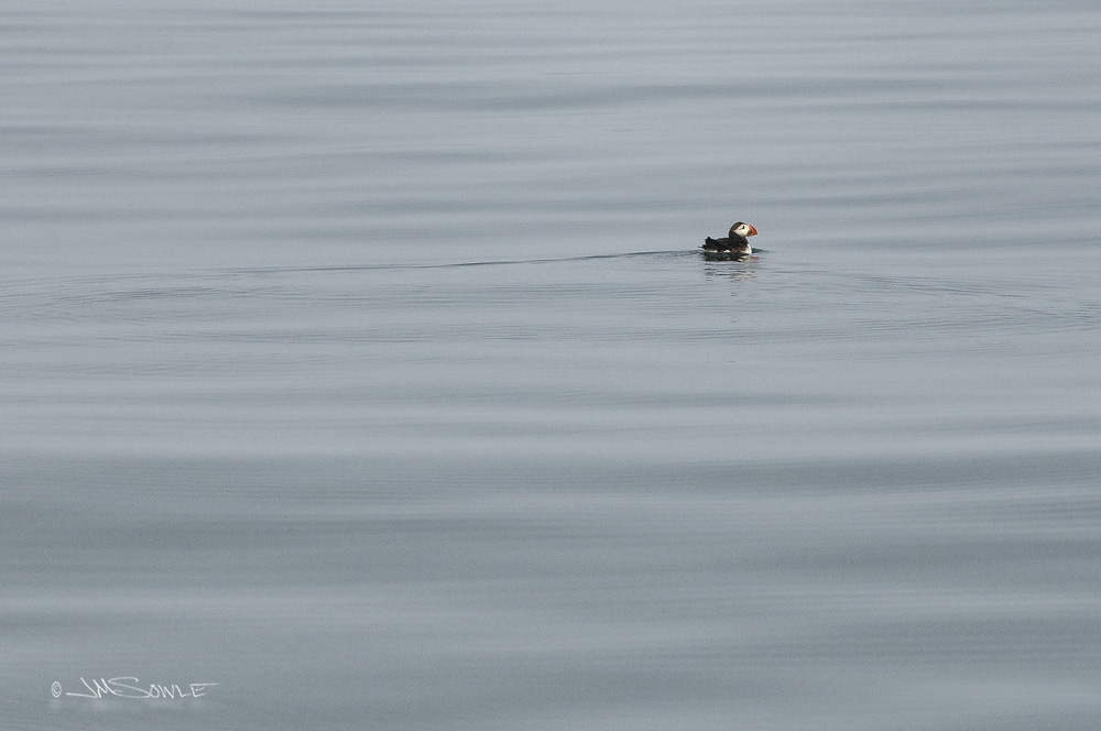 NovaScotia_29.JPG - This shot of an Atlantic Puffin shows how calm the water was (at times) during our whale watch cruise.