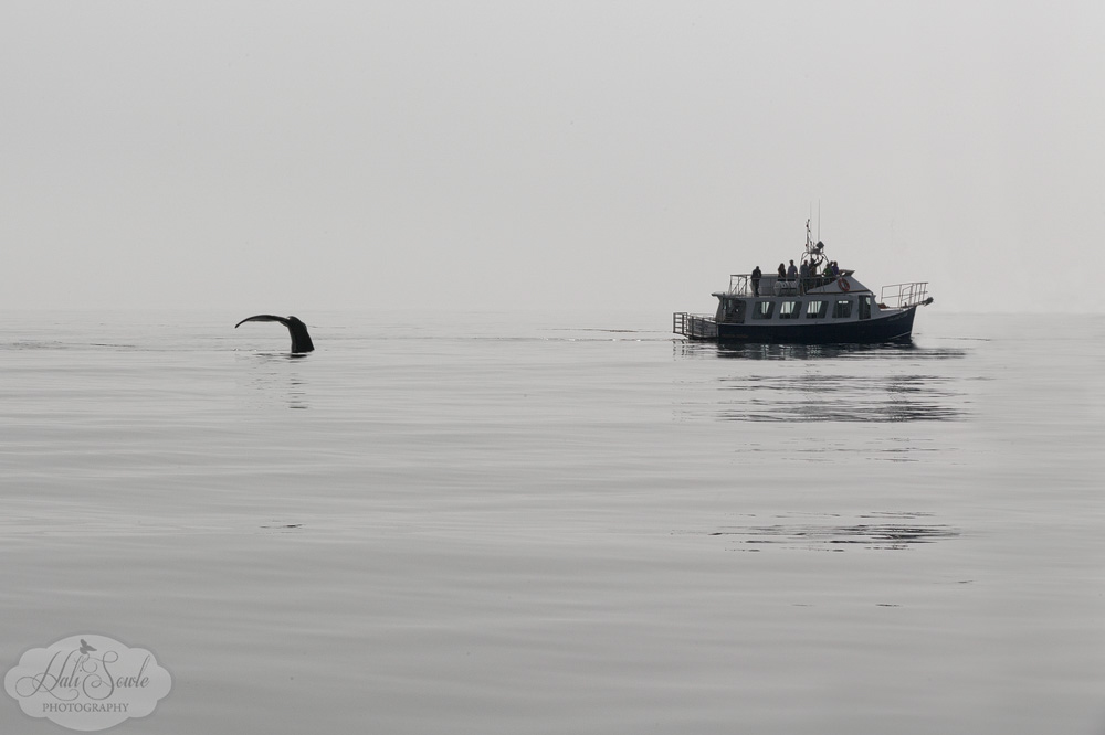 NovaScotia_33.JPG - A fishing boat has a close view of a humpback whale diving in the Bay of Fundy