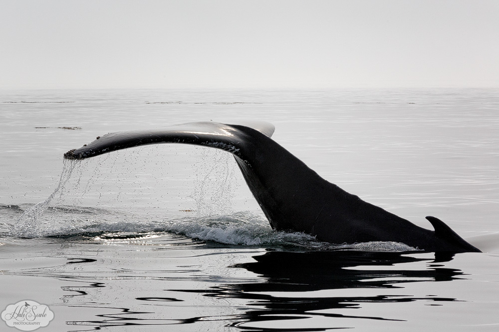NovaScotia_34.JPG - Whale of a Tail - Humpback Whale tail-slapping.