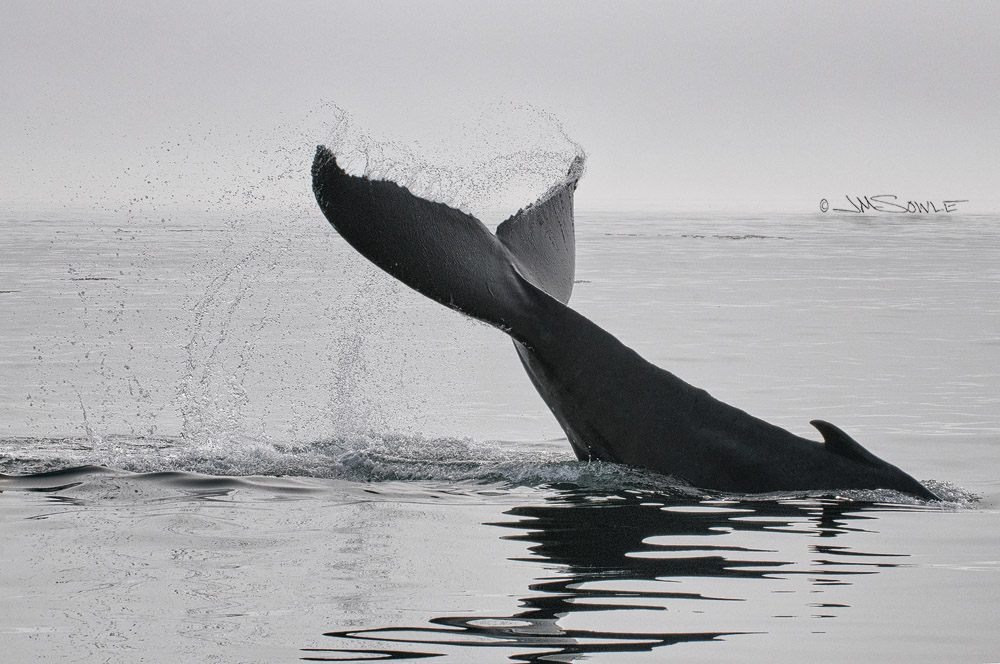 NovaScotia_36.JPG - A humpback whale in the act of tail-slapping (or "lobtailing").  Hypotheses vary regarding why this is done.  Maybe they just like doing it.