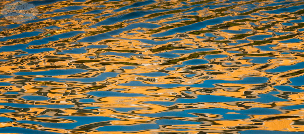 NovaScotia_66.JPG - Reflections.  Late afternoon at Herring Cove, reflections on the water from a yellow house and a seagull nearby.