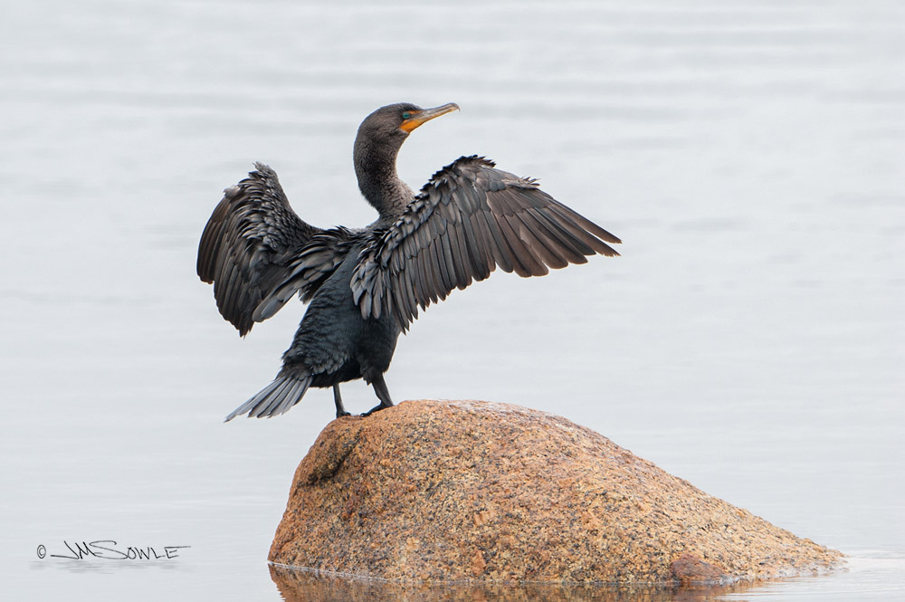 NovaScotia_74.JPG - This cormorant just chased a couple of merganser chicks off the rock so he could dry his feathers.  I wonder if he hears the "Rocky" theme music as he holds up his wings...   Kedy's Inlet, Mahone Bay.