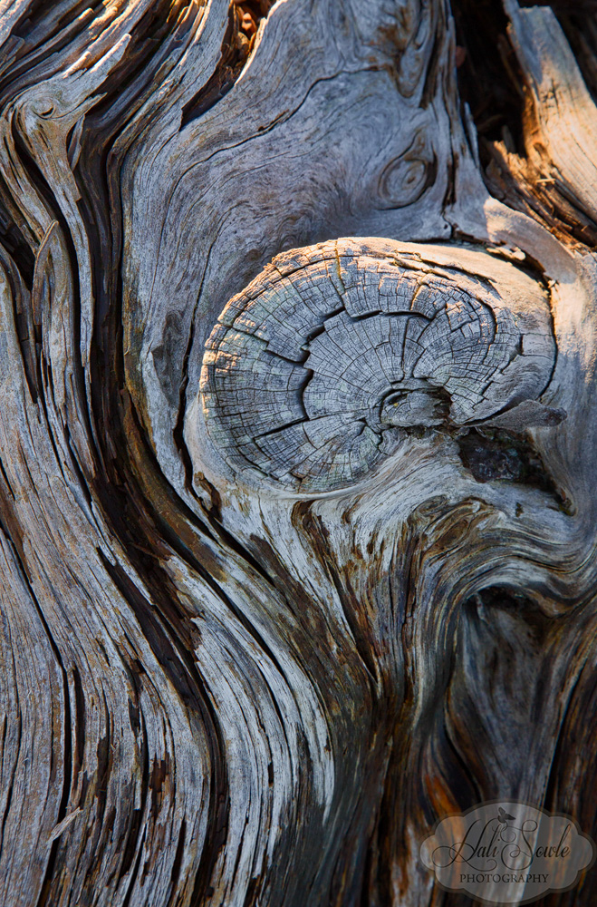 NovaScotia_86.JPG - Ancient Tree, this old tree trunk was just sitting on the ground near the Cape D'Or lightkeepers house.
