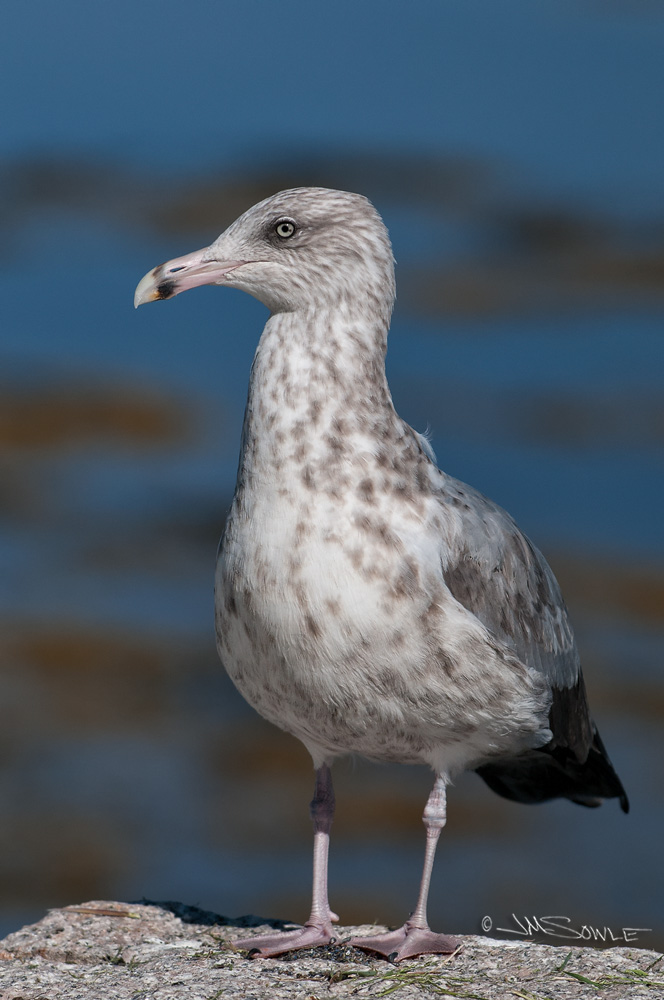 NovaScotia_87.JPG - Ring-billed Gull at the Seaport public pier.